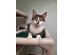 Adopt Finn AND Baby a Domestic Short Hair