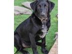 Adopt Johnny a Labrador Retriever