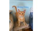 Adopt Brokey Dokey a Domestic Short Hair