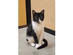 Adopt Baby K a Domestic Short Hair