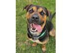 Adopt Rocky a Rottweiler, German Shepherd Dog