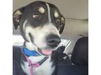 Adopt Deuce a Mixed Breed