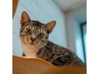 Adopt Whiskey a Domestic Short Hair