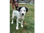 Adopt Lucas a Hound, German Shorthaired Pointer