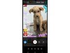 Adopt Hunter a Golden Retriever, Labrador Retriever