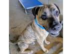 Adopt Abu a Shepherd