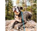 Adopt Dopey a Pit Bull Terrier