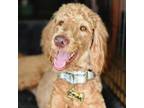 Adopt Finn a Standard Poodle, Golden Retriever
