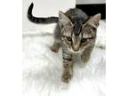 Adopt Sago a Domestic Short Hair