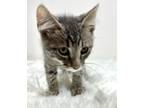 Adopt Joshua 2 a Domestic Short Hair