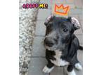 Adopt King Bob a Affenpinscher, Terrier