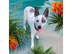 Adopt AXLE a Australian Cattle Dog / Blue Heeler