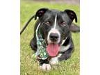 Adopt HAMM a Labrador Retriever, Pit Bull Terrier