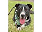 Adopt HAMM a Labrador Retriever, Pit Bull Terrier