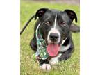 Adopt HAMM a Labrador Retriever, Pit Bull Terrier