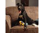 Adopt Gunsmoke a Labrador Retriever