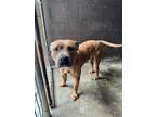 Adopt Rocco a Pit Bull Terrier