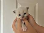 Siamese Ragdoll Mix Kittens
