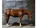 Reined Cow Horse or Roping..This colt will get it done!