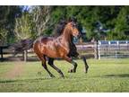 fine-bred and attractive Paso Fino gelding