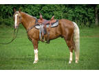 Gorgeous Golden Dapple Palomino Gelding, Professional Training