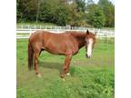 Paso Fino Gelding Trail Horse