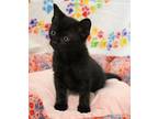 Finn Domestic Shorthair Kitten Male