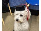 Mr. Fluffington Bichon Frise Adult Male