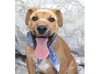 Sleepy Mixed Breed (Medium) Puppy Male