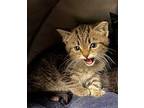 Chuckie Domestic Shorthair Kitten Male