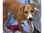 Happy Mixed Breed (Medium) Puppy Female