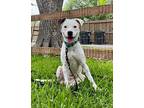 April Jade Staffordshire Bull Terrier Adult Female