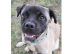 Ube Mixed Breed (Medium) Adult Female