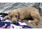 Bashful Mixed Breed (Medium) Puppy Female