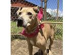 Lani Mixed Breed (Medium) Adult Female