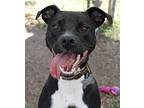 Waddles Labrador Retriever Adult Female