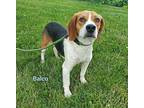 BALCO Beagle Young Male