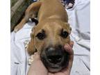 Dopey Mixed Breed (Medium) Puppy Female