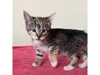 Toad Domestic Shorthair Kitten Female