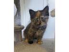Sadie Domestic Longhair Kitten Female
