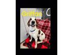 Griffon Hound (Unknown Type) Adult Male