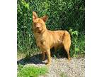 Forest (6267) Golden Retriever Adult Male