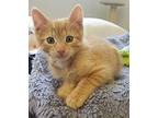Sarge Domestic Shorthair Kitten Male