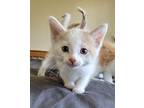 Finch Domestic Shorthair Kitten Male