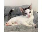 Sir Fluffington Domestic Shorthair Kitten Male