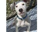 Doc Mixed Breed (Medium) Puppy Male