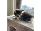 Thelma Domestic Mediumhair Kitten Female