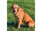 ELECTRA Labrador Retriever Adult Female