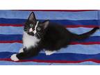 Bouvier Domestic Shorthair Kitten Male
