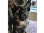 Elinor Domestic Shorthair Kitten Female